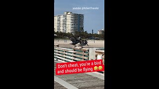 Don't cheat, you're a bird and should be flying *#bird #birds #florida #floridalife #fly #flying #