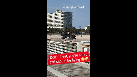 Don't cheat, you're a bird and should be flying *#bird #birds #florida #floridalife #fly #flying #