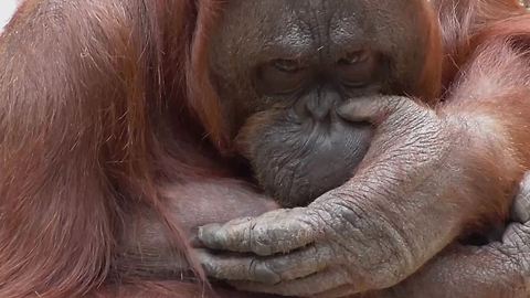 Orangutan Drinking Her Own Milk