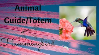 Hummingbird Animal Guide/Totem