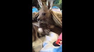 Baby kangaroo lovingly grooms her kitty cat best friend