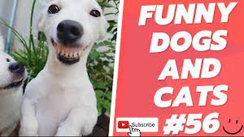 2023 veey funny cute animals dog and cat videos (new dog video) (new cat video)