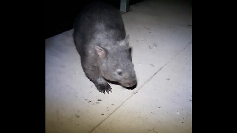 Mr Wombat enjoys an apple.