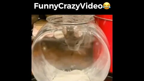 Mr FunnyCrazyVideo😂 Just Incredible Video Funny and Crazy #Like Follow for Follow 🥰