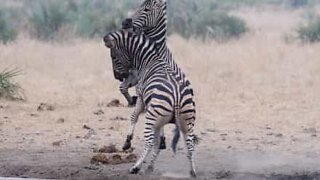 Le Parc National Kruger est le théâtre d'un combat épique de zèbres