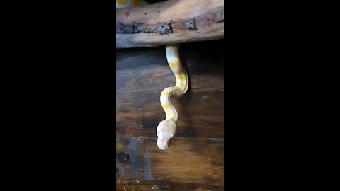 Albino Carpet Python