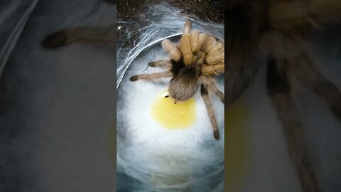 Tarantula Laying Egg Sac!