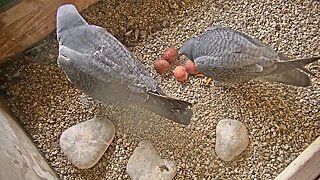 We Energies discover Peregrine falcons laying more than a dozen eggs