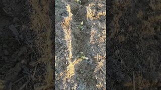 Frost After Planting