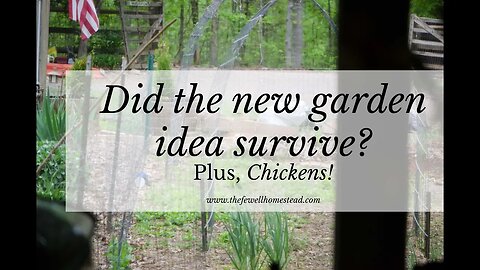 Did the New Garden Survive? Plus, Chickens!