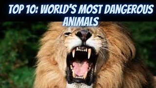 THE TOP 10 MOST DANGEROUS ANIMALS IN THE WORLD 2022 - Discovery Channel (Documentary)