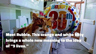 Cat Believed To Be Oldest in World Celebrates 137th Birthday in Human Years