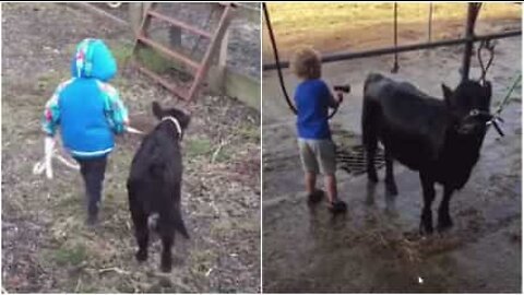 Un bimbo e una vitellina sono migliori amici