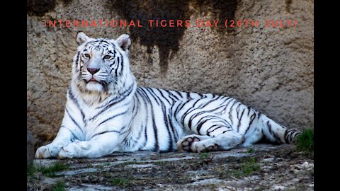 White Tiger Staring At Me in Slow-Mo (HD 4K Video)