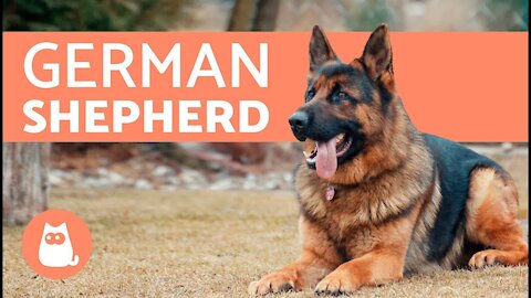 German Shepherd Alabai and a lot of Dogs and puppies