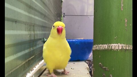 A beautiful yellow parrot singing