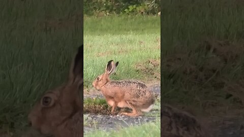 The elusive Hare #hare #wildlife #viral #animals #shorts #shortvideo #new #subscribe #shortsfeed