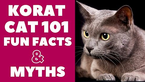 Korat Cats 101 : Fun Facts & Myths