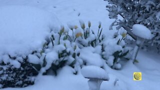 Winter hits back, southern Ontario wakes up to fresh layer of snow