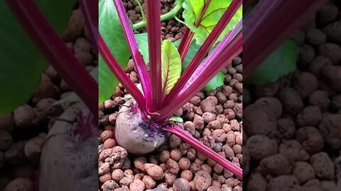 Beet in aquaponics system #shorts