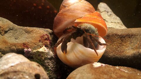 Hermit crab finds luxurious homes and can't decide
