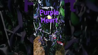 7 foot Purple Heart