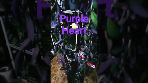 7 foot Purple Heart