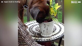 Thirsty dog caught drinking water from flower pot
