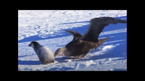 Baby Penguin Dodges Predators | Snow Chick: A Penguin's Tale l