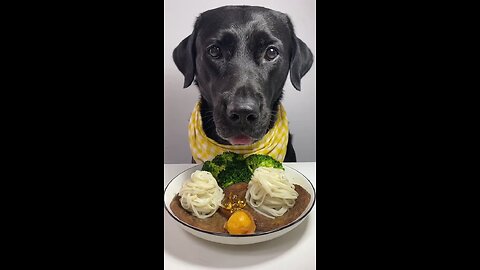dogs eating food video