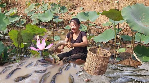 Survival Skill by Catching many catfish in the mud & Cooking for jungle food