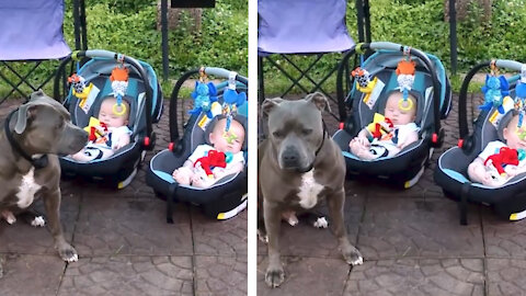 dog protecting toddlers