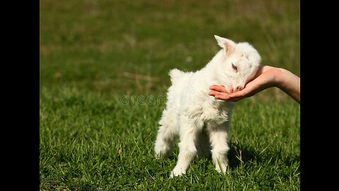 Baby goat making the cute voice 🐐