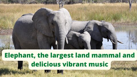 Elephant, the largest land mammal and delicious vibrant music