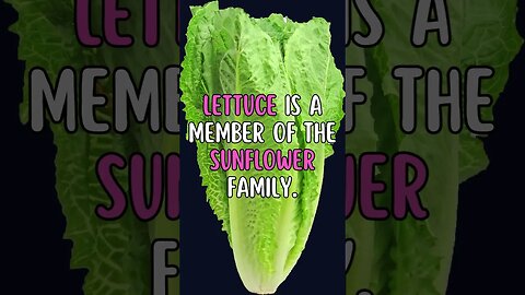 🥬Who Knew This Fact About Plants?#Shorts #ShortsFact #Plants #PlantFacts #lettuce #sunflower #family