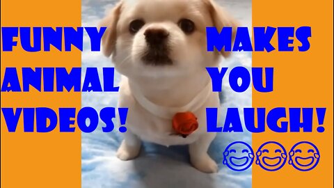 Funny Animal Videos! Pet Videos That Makes You Laugh in 2022