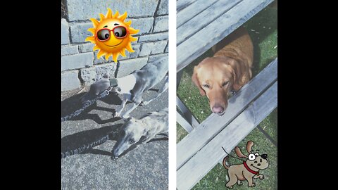 Charlie & Millie walk by a wall, and Molly goes under a table