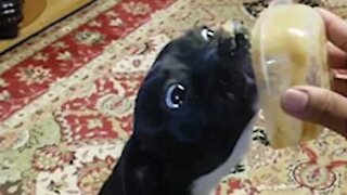 Un chien se dresse sur ses pattes arrière pour manger