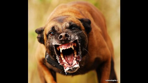 The 10 most aggressive dog breeds in the world, very ferocious dogs