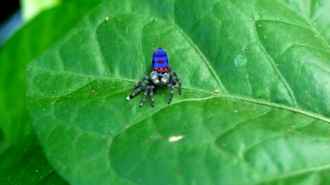 Little cute spider shows dancing moves