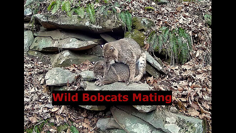 Wild Bobcats Mating – Must See Nature Video!