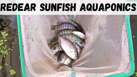 New fish for the aquaponic system (Redear sunfish)- aquaponic fish