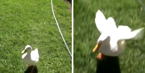 Pet Ducks Are So Happy To See Their Dad