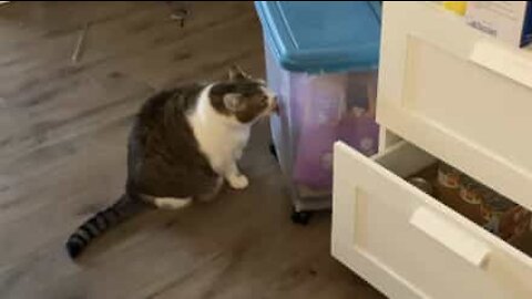Fat cat can't lick temptation to eat