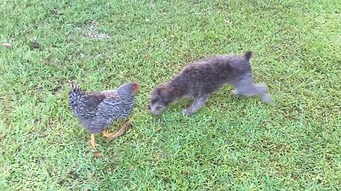 Curious Chicken Chases After A Playful Pooch In The Yard