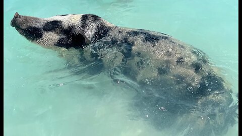 Trapping Wild Hogs While In The Bahamas!