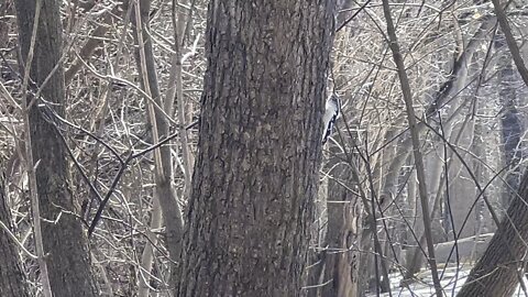 Wood Pecker James Gardens Toronto