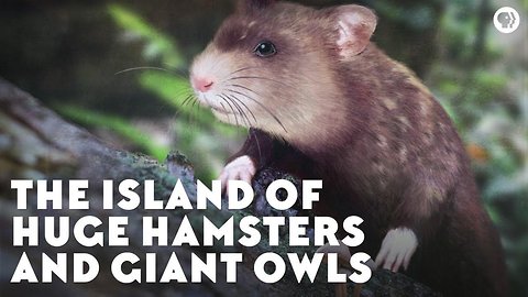 The Island of Huge Hamsters and Giant Owls
