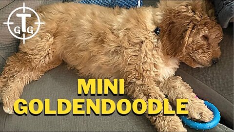 Should you buy a Mini Goldendoodle Puppy??????