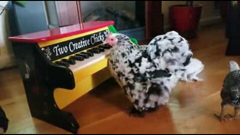 Chicken rocks out on the piano!